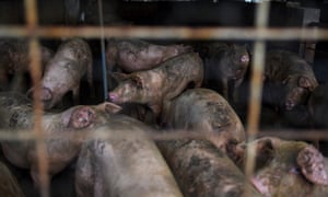 Pigs are seen in a pen at a farm in Ayden, North Carolina.