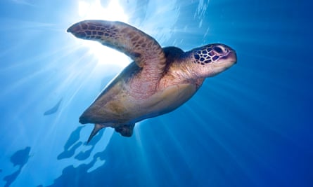 Green sea turtles are among species with temperature dependent sex-determination