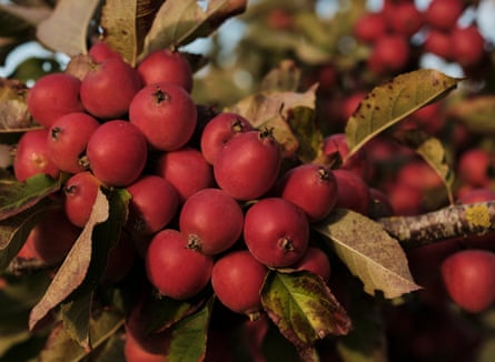 Overton orchard crab apples