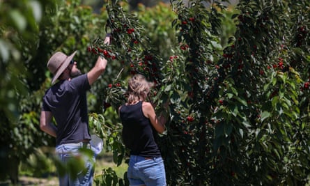 Cherry picking in Young, New South Wales, Australia.