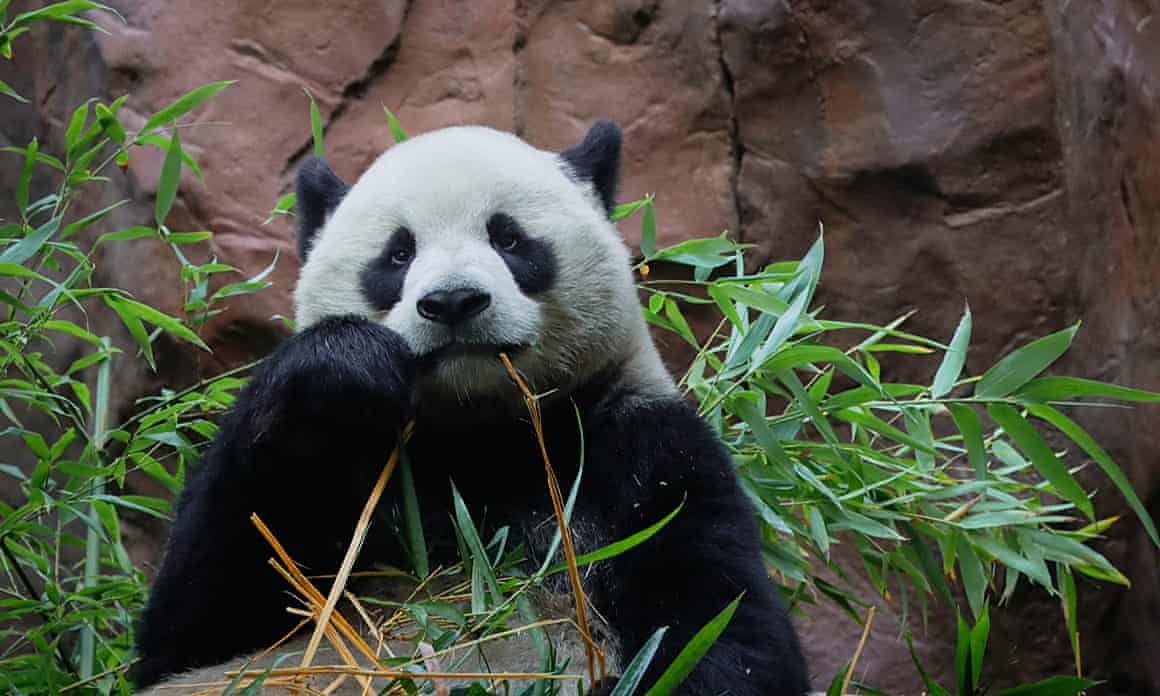 Yun Chuan, a male Panda, munches on bamboo during his public debut at the San Diego zoo on 8 August 2024 in San Diego, California.