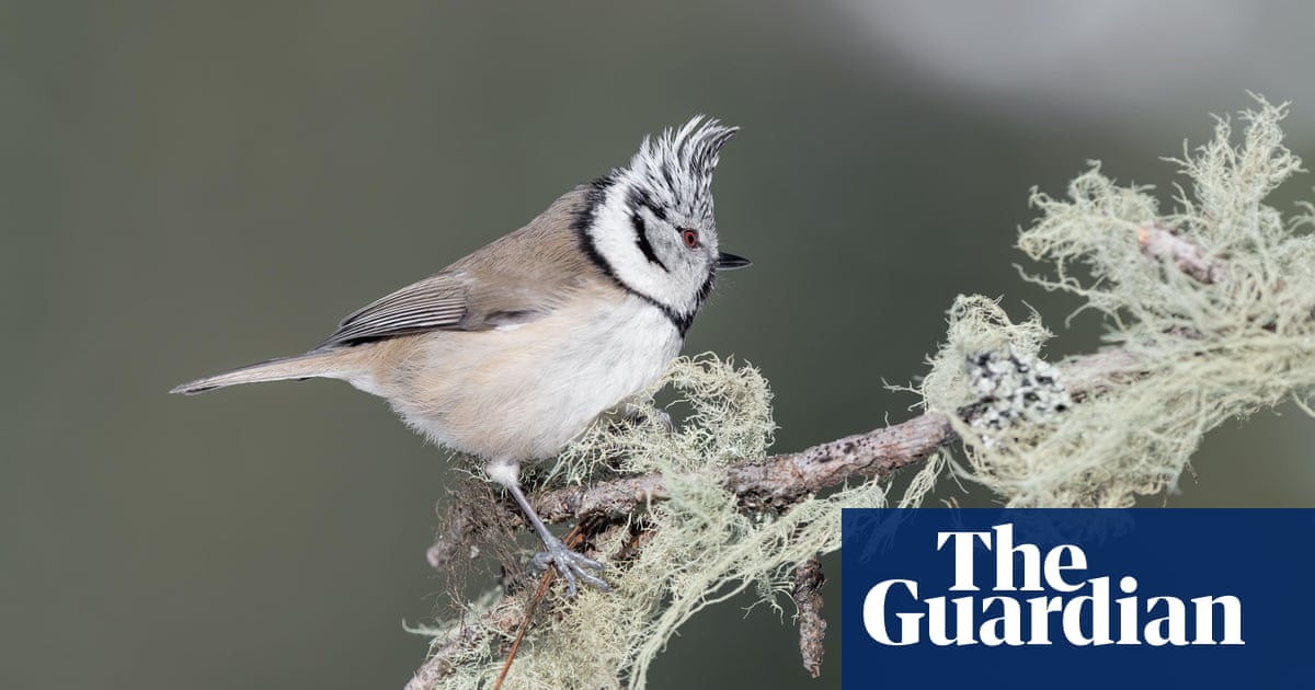 Climate change fundamentally affecting European birds, study shows