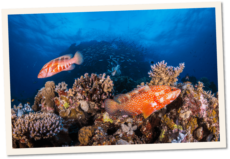 Fish swimming in the Great Barrier Reef