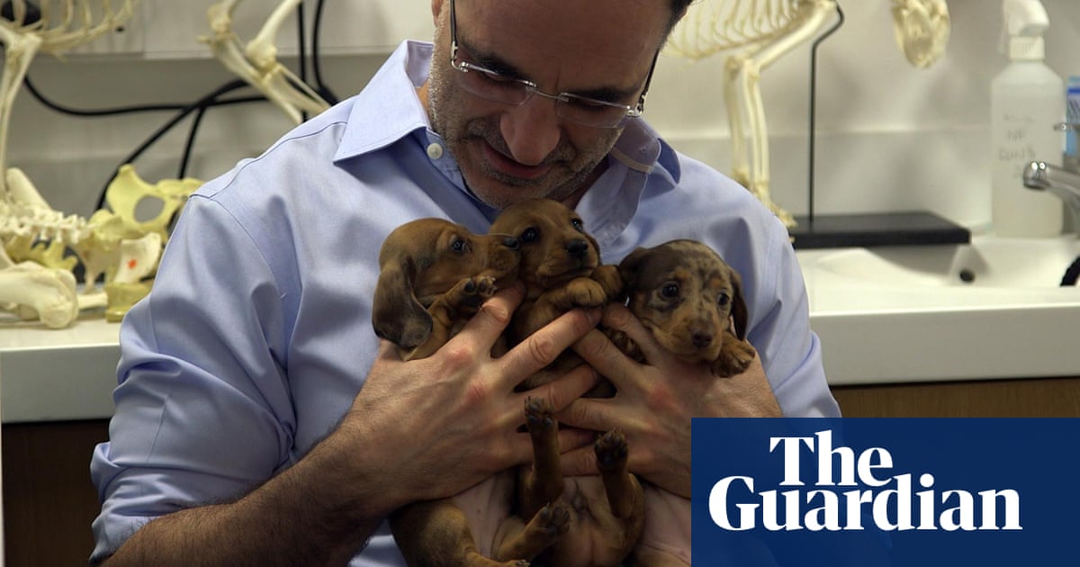 TV tonight: Supervet Noel Fitzpatrick returns with a puppy special