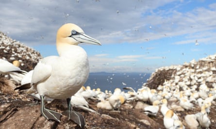 Gannet with lots of others in rocky background