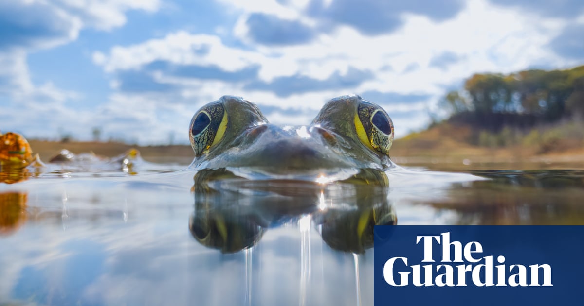 'From this perspective, the bullfrog feels powerful and mythical': Steven Scott Grogin’s best phone picture
