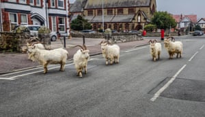 Wildlife lovers are demanding new beware of the goat roadsigns over a notorious herd of royal goats plaguing a seaside town in Llandudno, Wales, UK. The protected herd of Royal Kashmiri goats have been running wild, stampeding into gardens and fighting in the street - and earlier this month four died after being hit by a car. More than 150 Kashmiri goats live on the nearby Great Orme headland but wander into the town on the rampage. The famous Llandudno goats are renowned around the world for their antics becoming a sensation during Covid lockdowns when they took over the town