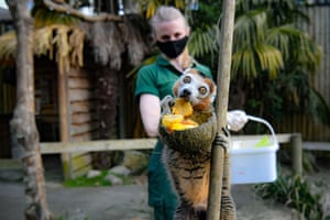 A crown lemur grabs a chunk of sweetcorn cob