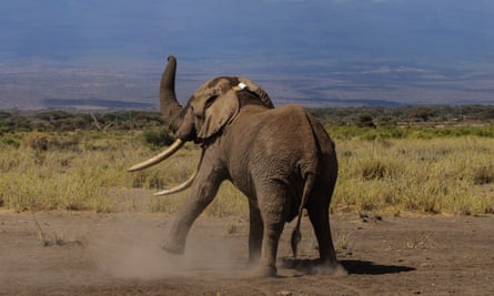 Elephant Tim tries to shake off his newly fitted tracking collar in Amboseli National Park, Kenya, on 10 September 2016.