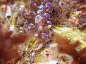 A ‘groundbreaking’ sea slug discovery has been made, in a UK first. The nudibranch Spurilla neapolitana, typically found in much warmer climates, has been discovered in Cornwall. The colourful sea slug is a usual resident in the Caribbean, Mediterranean, and along the western Atlantic. Until now, its most northerly sighting was in Brest, France, in August 2025