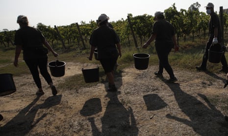 Workers on their way to harvest grapes at a vineyard near Rome.