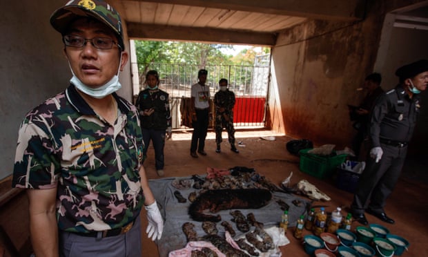 Кто еще не успел посетить Храм Тигров в Таиланде, то уже опоздал . Кто еще не успел посетить Храм Тигров в Таиланде, то уже опоздал .