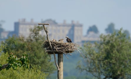 Ospreys nest on Rutland Water.