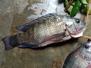 Fish from Lake Victoria