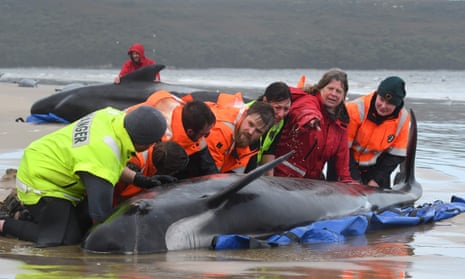 Ingrid Albion points as she helped to rescue a pilot whale stranded on a sandbar in Macquarie Harbour, Tasmania, Australia.