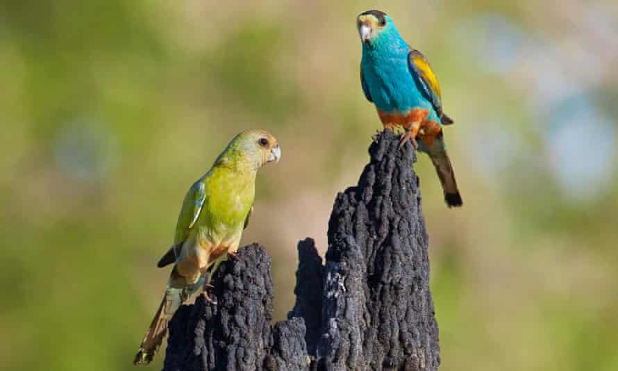 golden-shouldered parrot