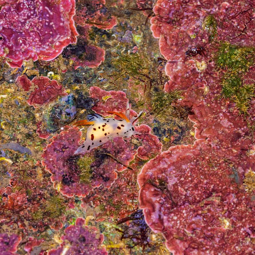 Limac de mare Anudibranch pe alge coraline.