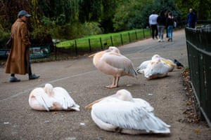 People view pelicans napping on a footpath in St James's Park, London.