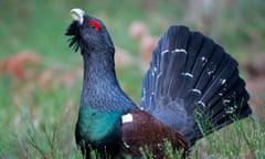 Western Capercaillie (Tetrao urogallus) male displaying, Roztocze, Poland<br>H7WT1X Western Capercaillie (Tetrao urogallus) male displaying, Roztocze, Poland