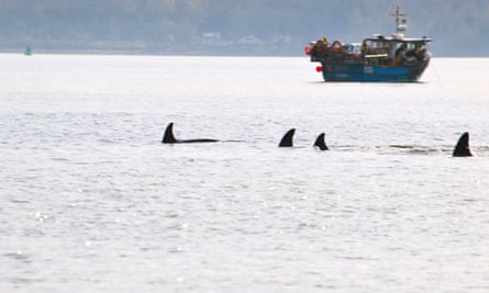 The pod of orcas in the River Clyde near Dunoon.