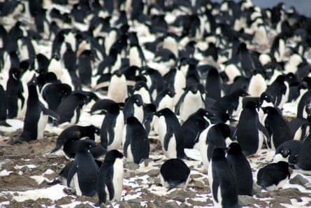 Adélie penguins in nesting season on the Danger Islands, Antarctica.