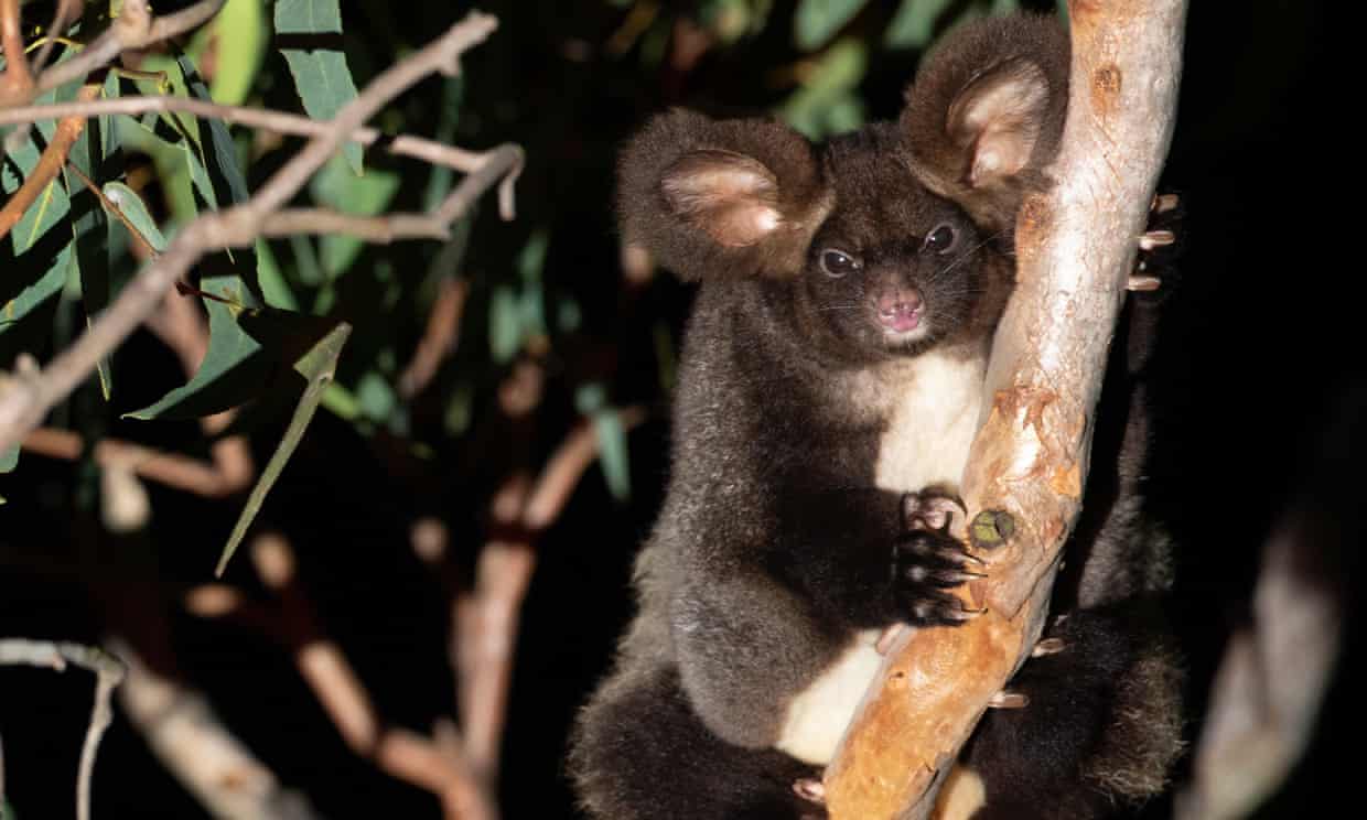 Greater glider now endangered as logging, bushfires and global heating hit numbers Greater glider now endangered as logging, bushfires and global heating hit numbers