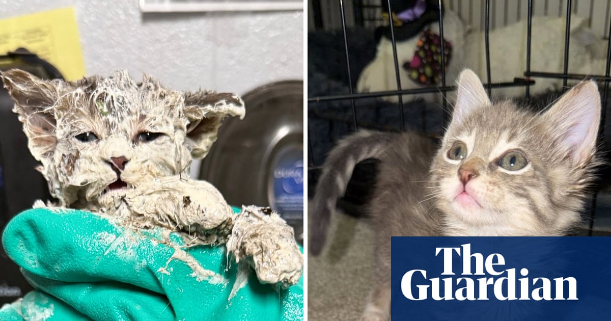 Glue‑Rescued Kitten Finds Home, Lifts Widow’s Spirits