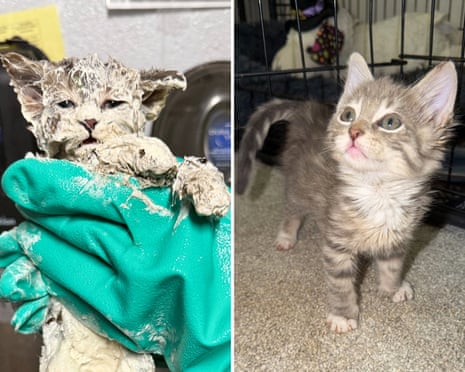 Veterinarian treating glue-covered kitten with canola oil baths