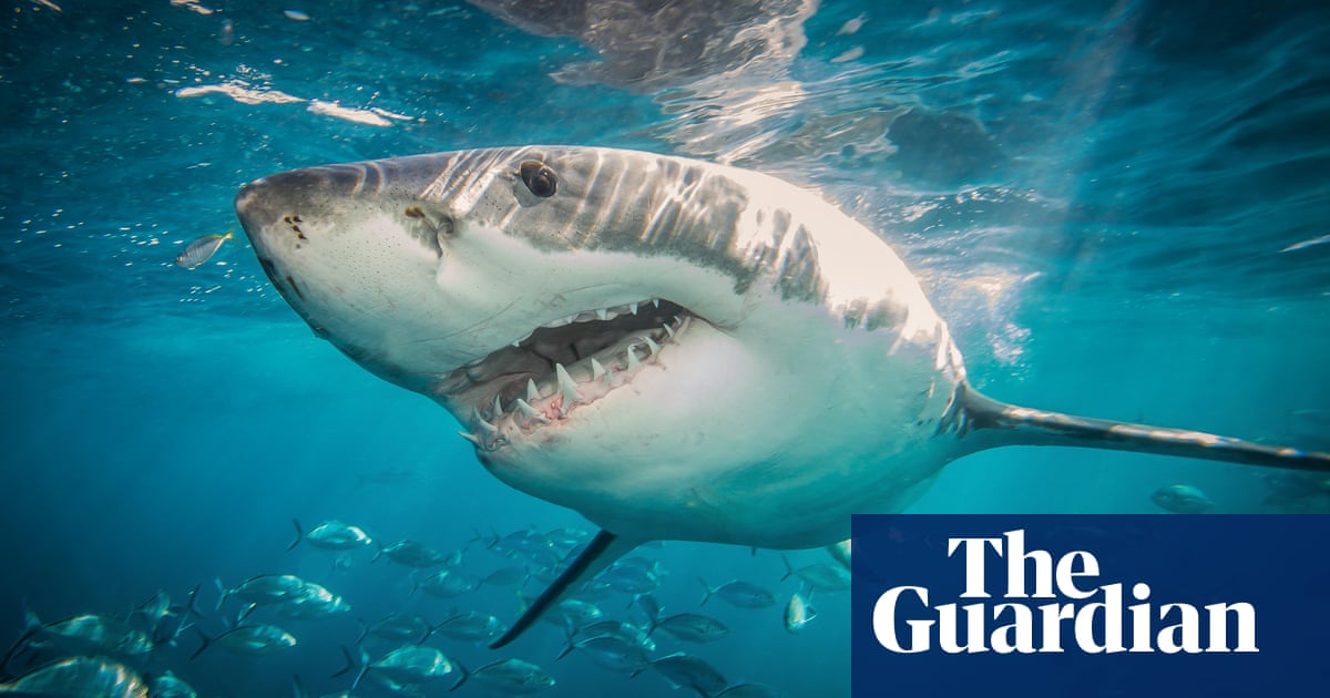 New dataset shows shark attacks in Australia are increasing and researchers want to know why