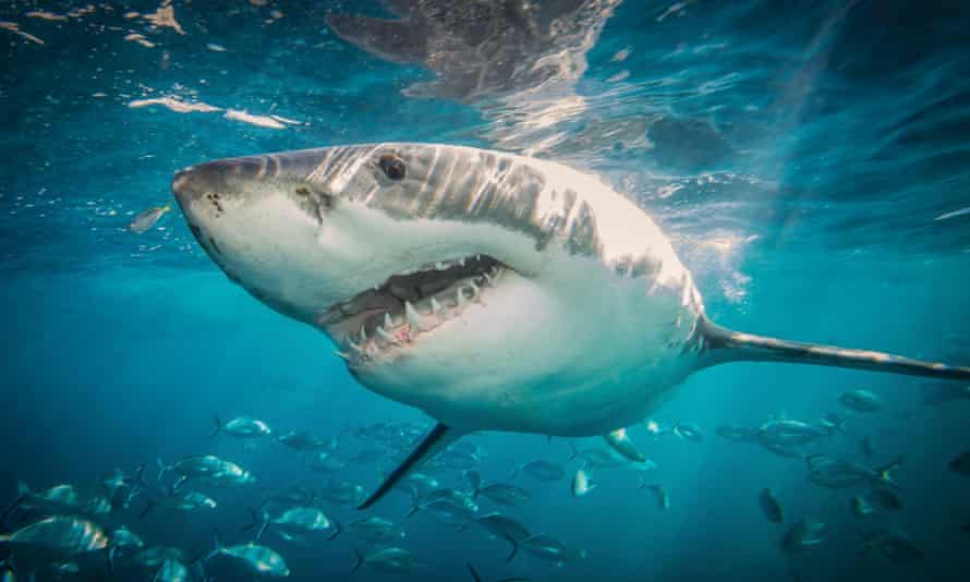 A great white shark.