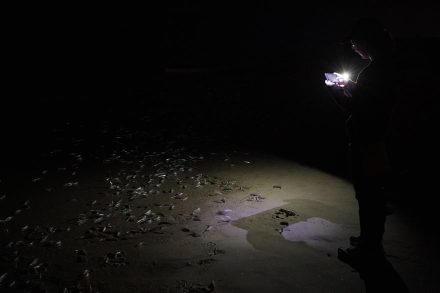 Found only in southern California and Northern Baja California, the grunion is a species of beach-spawning fish.