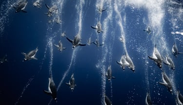 Dozens of gentoo penguins leave bubble trails in the water as they dive