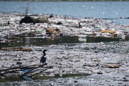 A cormorant-type bird perched on a branch floating amid a raft of rubbish with an egret-type bird amid the rubbish in the background