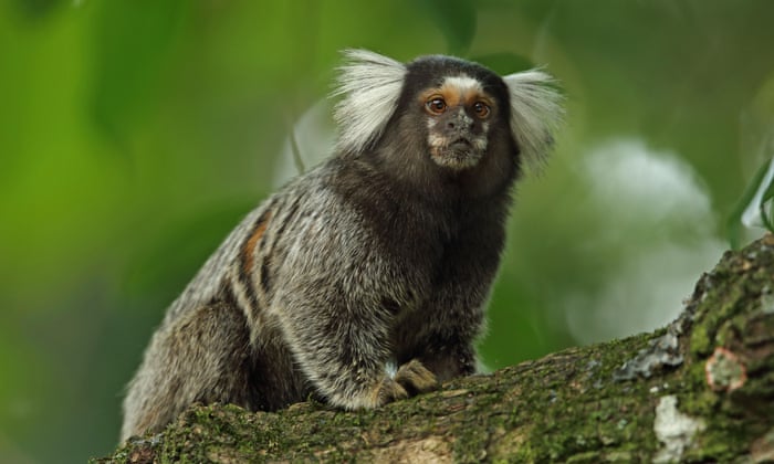 No More Monkey Business Why Primates Should Never Be Pets Pets The Guardian No More Monkey Business Why Primates Should Never Be Pets Pets The Guardian