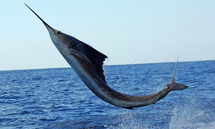 100-pound sailfish jumps into a boat and impales Maryland woman
