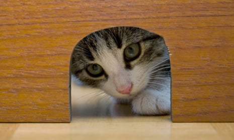 Cat peeking through mouse hole.