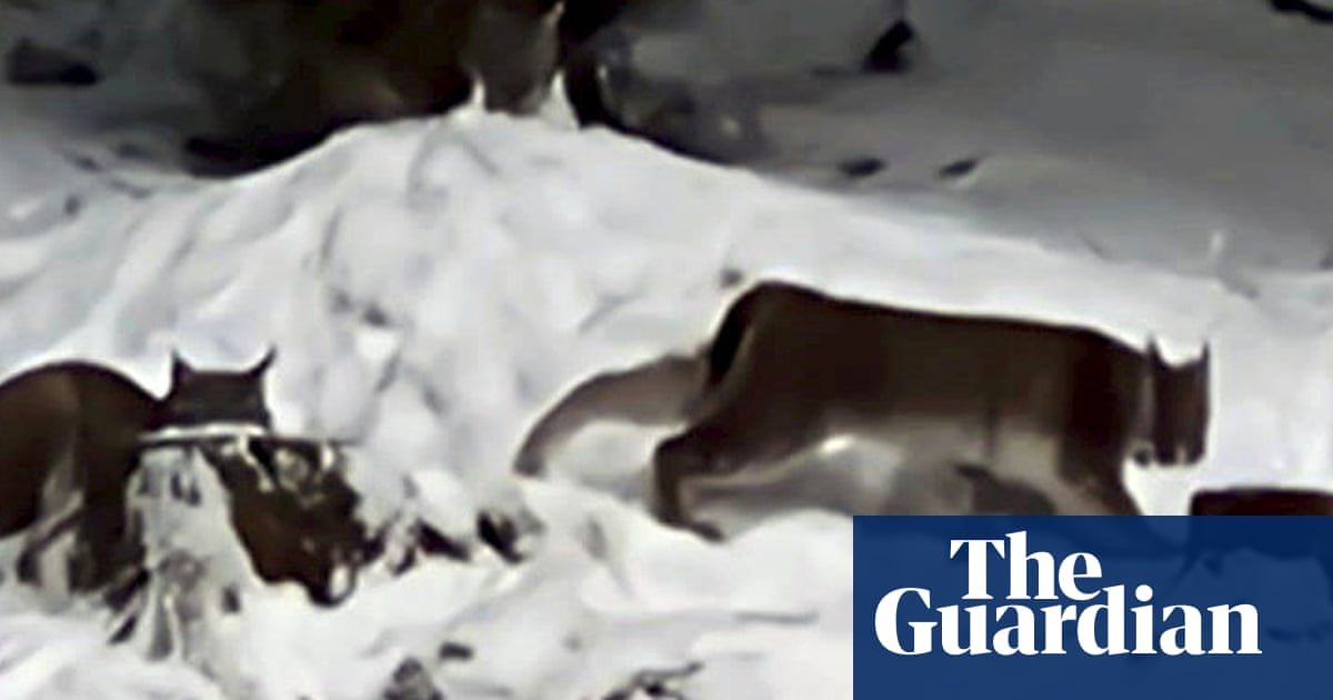 Two lynx captured after being illegally released in Scottish Highlands | Wildlife Two lynx captured after being illegally released in Scottish Highlands | Wildlife