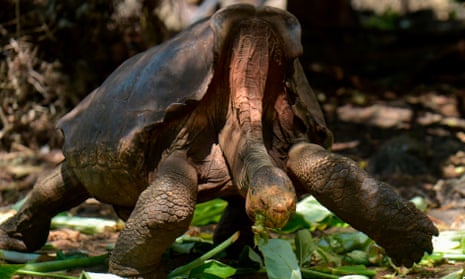 Diego, a tortoise of the endangered Chelonoidis hoodensis subspecies from Espanola Island, is seen in a breeding centre at the Galapagos National Park on Santa Cruz Island.