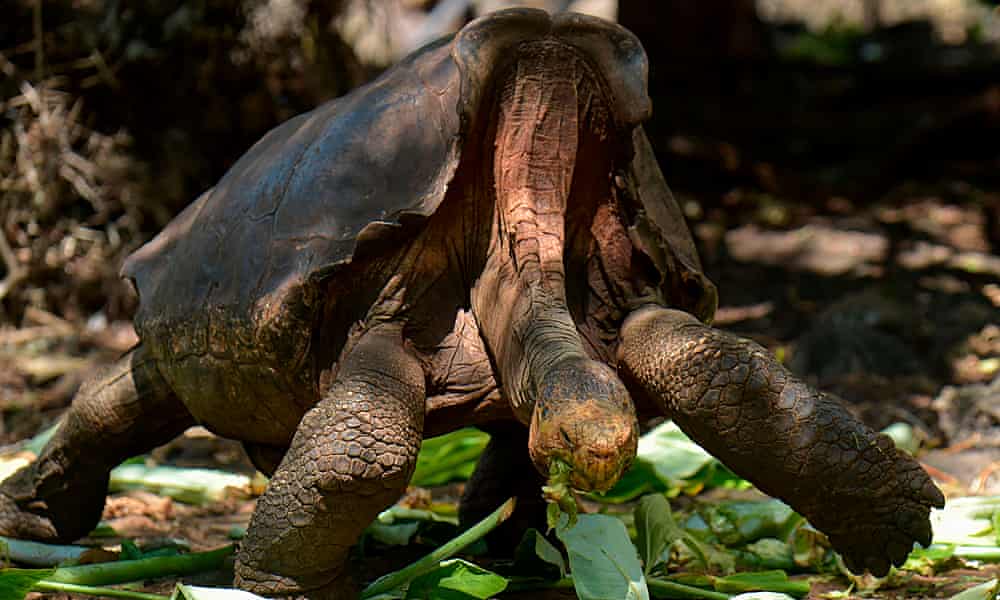 Prolific Galápagos tortoise saves his species
