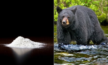 Composite of cocaine and a black bear