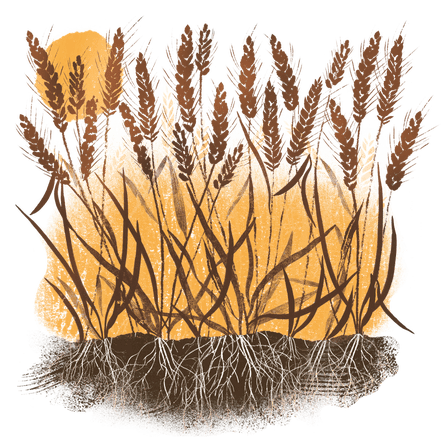 Illustration of wheat plants showing roots and stems