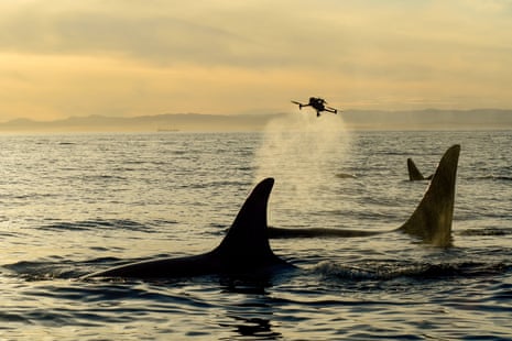 A drone flies in a cloud of spray just above the dorsal fins of three whales.
