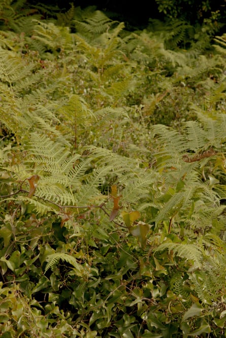 Bracken ferns