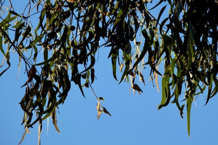 Butterflies bent from a eucalyptus character successful nan Pacific Grove Monarch Sanctuary.