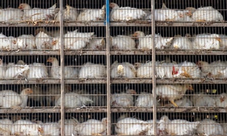 Chickens loaded on a lorry for delivery to a food processor in Virginia, USA.