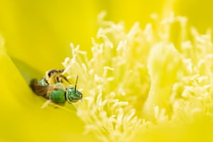 A metallic green sweat bee gathers pollen in a cactus flower at Mounts Botanical Garden in West Palm Beach, Florida, US