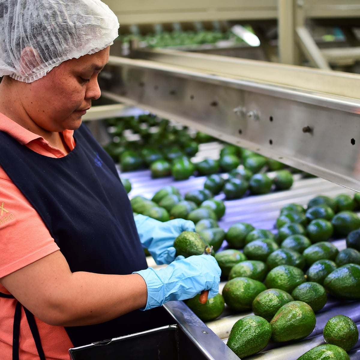 Mexico Considers Importing Avocados As Staple Priced Out Of Consumers Reach Avocados The Guardian Mexico Considers Importing Avocados As Staple Priced Out Of Consumers Reach Avocados The Guardian