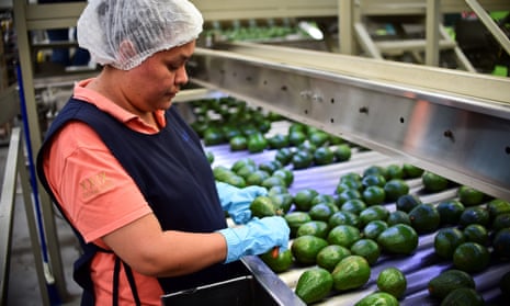 An avocado packaging plant in Uruapan, Mexico ... ‘Avocados are so popular on the international level that it’s generating price pressure in the national market.’