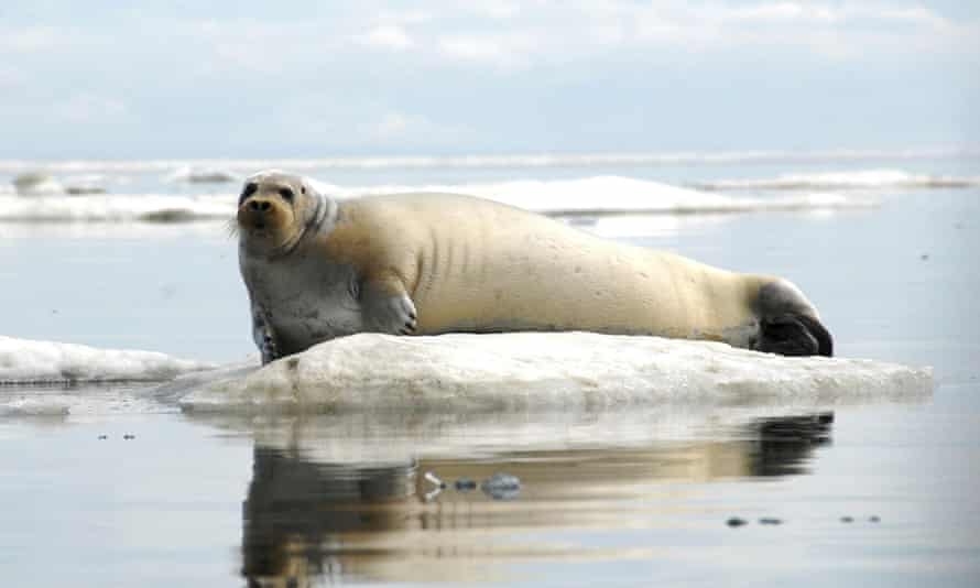 A bearded seal off the coast of Alaska