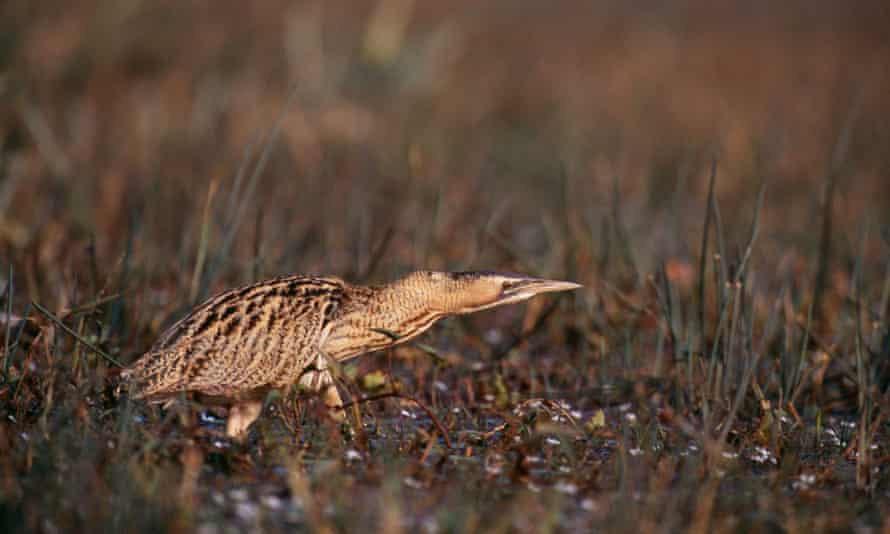 A bittern